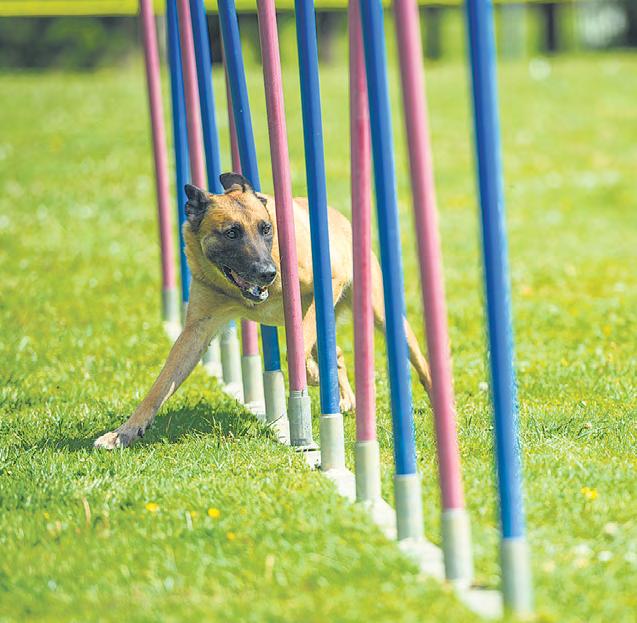 Smart care for your pets