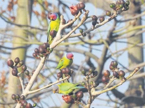 When it comes to healing, copy the trees