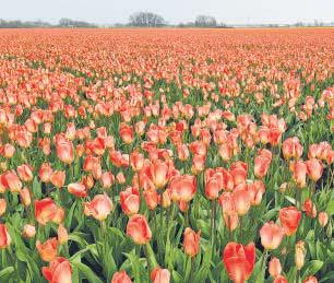 Head to Lisse for tulips without the crowds