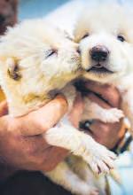 Dire wolf pups aren't proof of gene-tech beating extinction