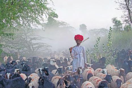 The People Who Will Die for Trees