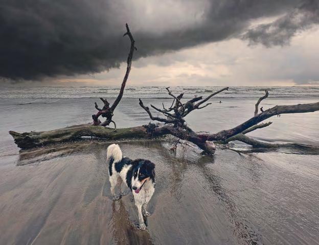 Goa, Isolation and the Company of Dogs