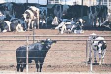 India resists US push to open its dairy market