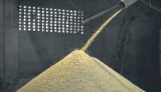 Short-duration basmati sowing to rise, bumper crop eyed