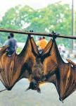 ICMR breakthrough in Indian medicine targeting Nipah virus
