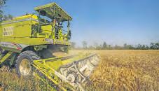 Centre holds off wheat export ban rollback ahead of polls, festivals