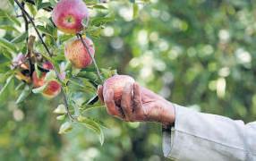 Apples and shrimp can help sweeten trade deal with US