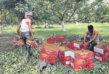How Greed Wilted Bihar's Shahi Litchi