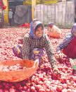 Govt sets 72% cost recovery rate for onion procurement