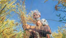 Wheat procurement surges, giving govt breathing room on grain aid