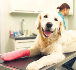 An 11th Grader Brings Technology to Canine Care