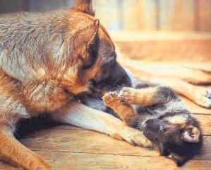 Breed Your Pet Safely