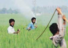 Haryana May Ban 11 Basmati Pesticides