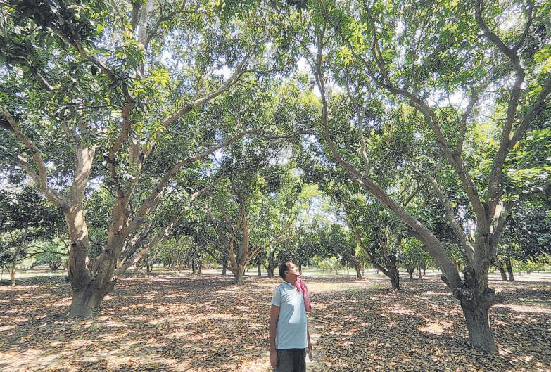 WHY MANGOES ARE LOSING THEIR SWEET SPOT