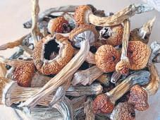 The MAHA movement loves psychedelics. Should Wall Street?