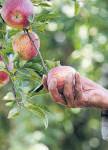Missing snow, too much rain: HP apple crop feels the squeeze