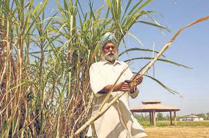 Sugar Mills Switch to Grains to Boost Ethanol Output