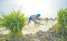 India Gets Bigger UK Market Access for Farm, Food Exports