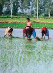 Solar dryer standards soon to cut crop loss