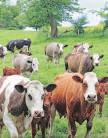Country Delight backers eye Orios part exit