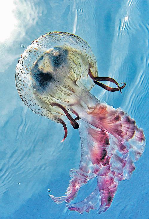 Climate Havoc: Even Jellyfish Can Trip Electricity Supply Now
