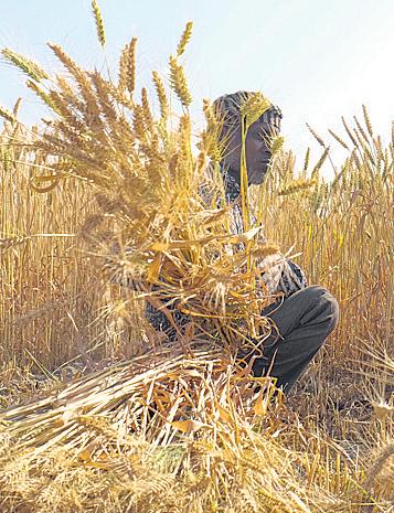 Maharashtra tops PMFBY insurance claim payouts