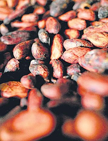 Big chocolate has a growing taste for lab-grown cocoa