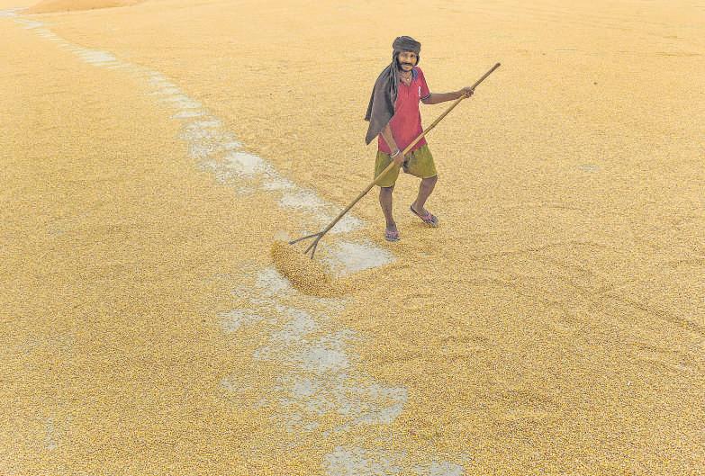 Corn Maze: Inside the Farm to Fuel Tank Drive