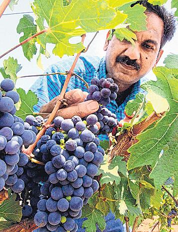 As FTA talks gather pace, NZ to allow import of Indian grapes