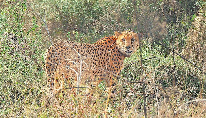 India and Botswana announce Cheetah translocation pact