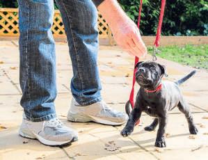 How to train your puppy