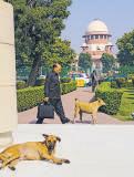 Streets to surgery, a fix for stray dog crisis