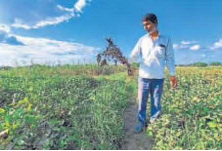 Centre, industry clash over soybean yield; prices to hold