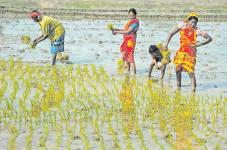 Shrimp, meat, agri exporters will lose pricing edge to rivals