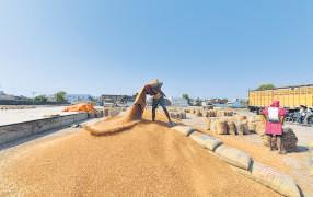 Early-maturing tur varieties aim to boost pulses output