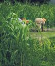 Farm scheme to open wider for agritech cos