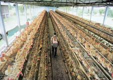 FSSAI launches nationwide egg check