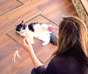 When pets gain weight