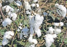 India takes on US, EU on cotton at WTO