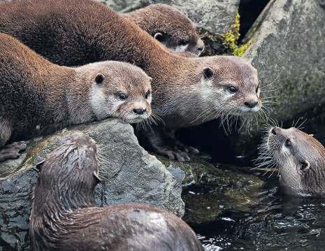 Give otters their riverbanks with sand and grass