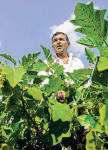 Farms to see diesel, power use spike for kharif irrigation