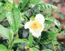Making room for tea flowers