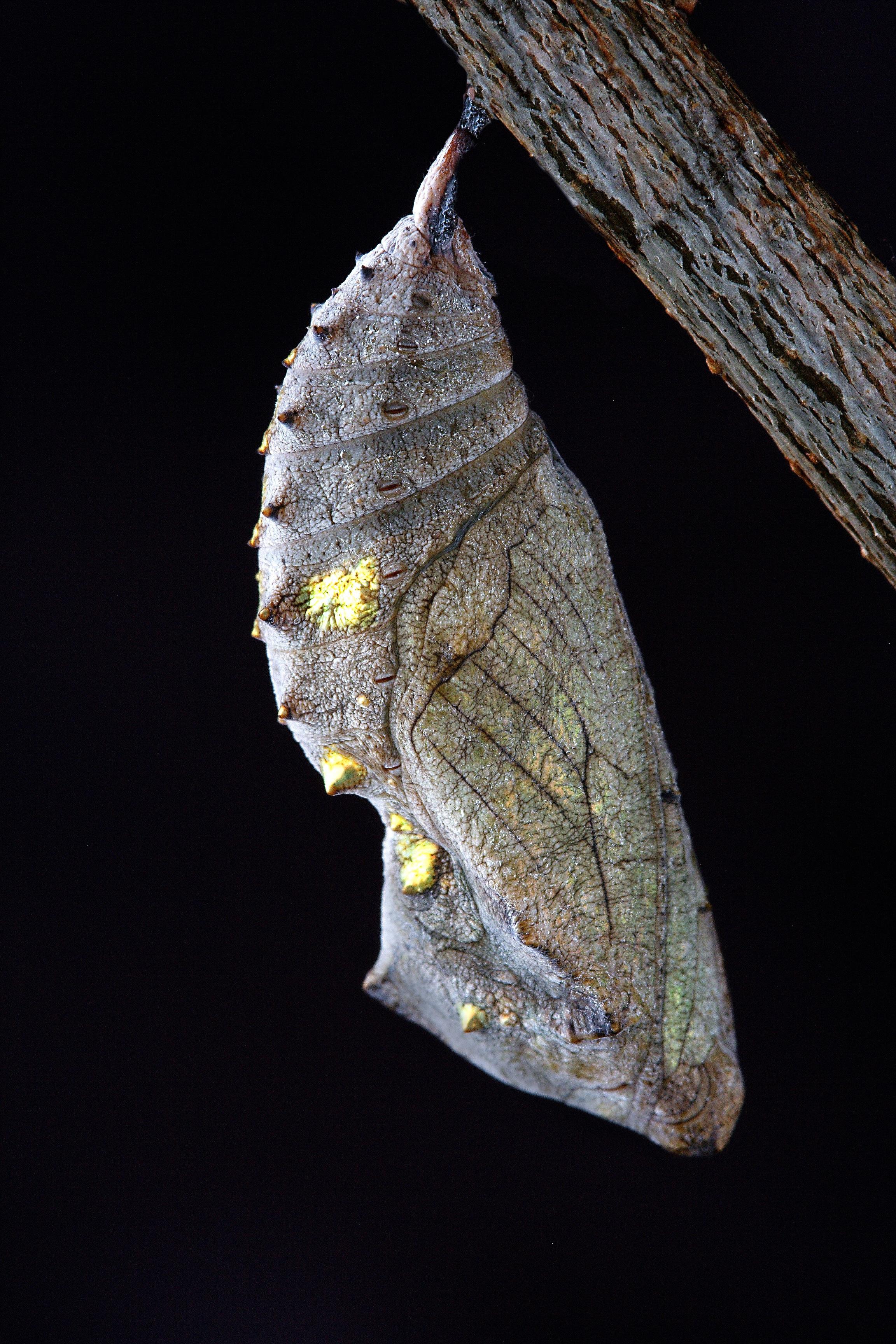 EMERGING FROM THE COCOON