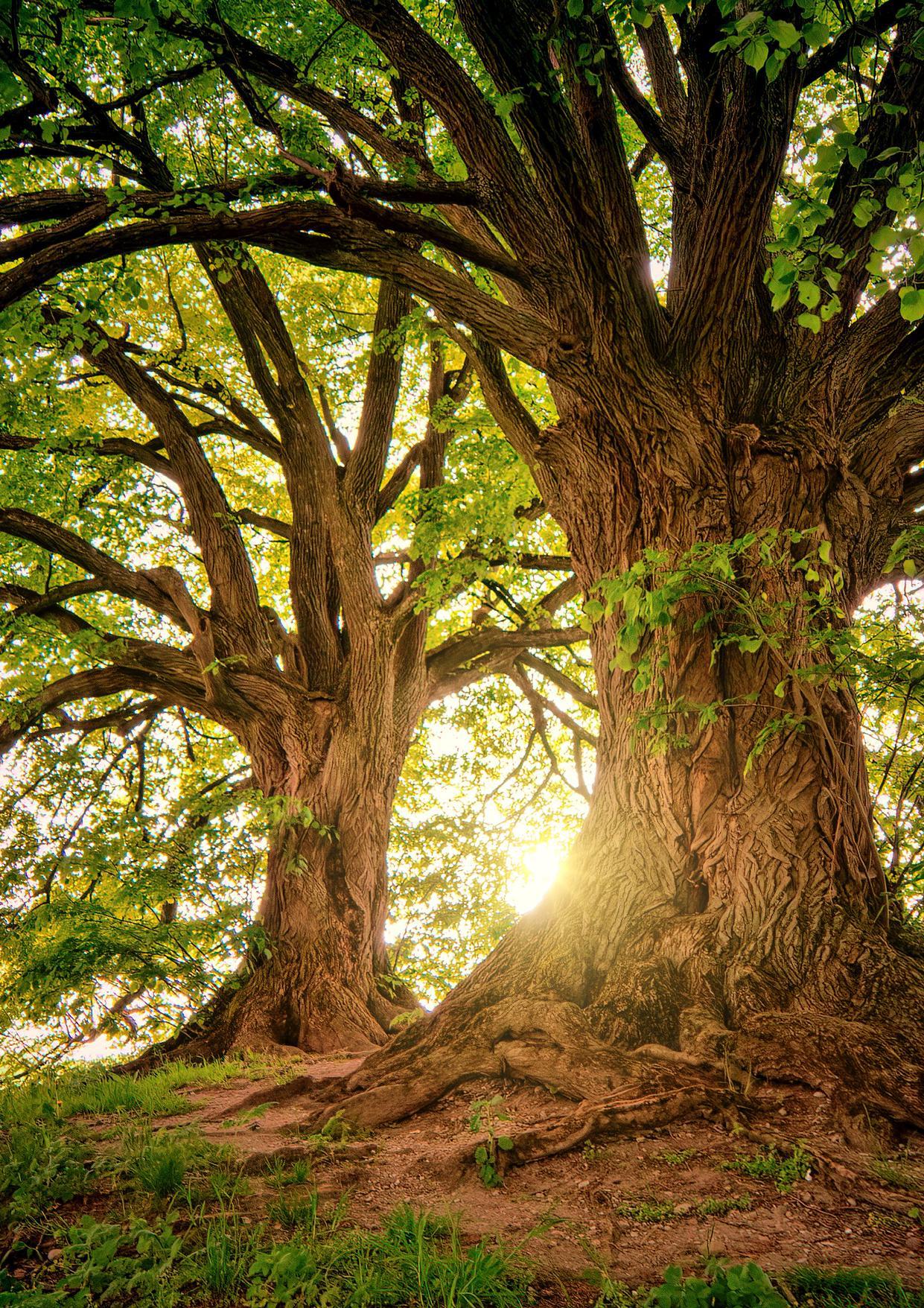 The Mango Tree