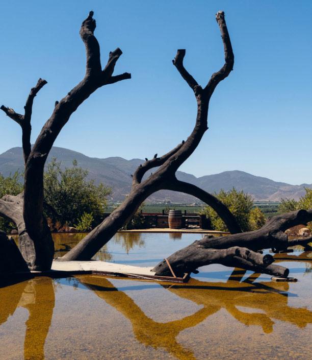VALLE DE GUADALUPE: EL SECRETO MEJOR GUARDADO DEL VINO