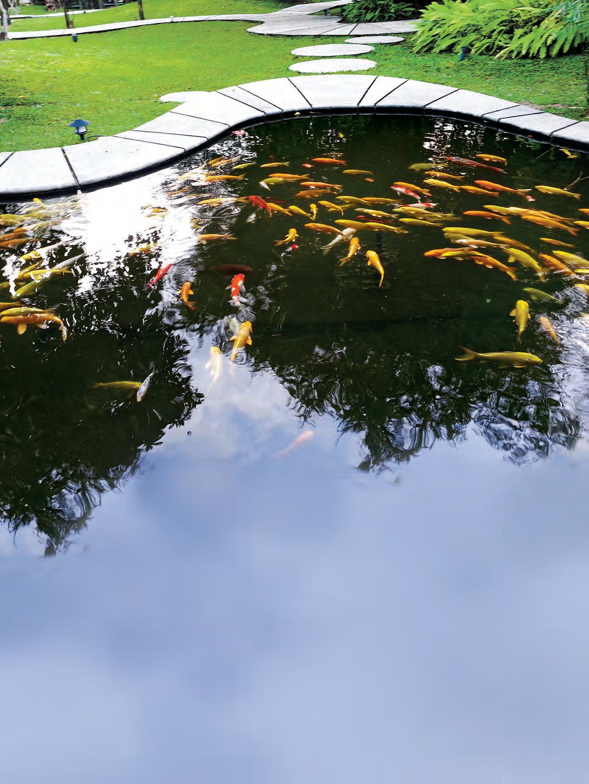 കണ്ണിനാനന്ദം കോയ് പോണ്ട്