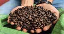 കാപ്പിപ്പൊടിയും കാലാവസ്ഥാ വ്യതിയാനവും