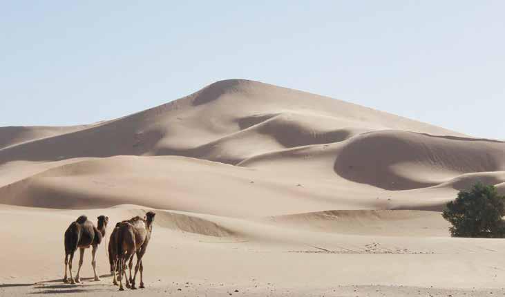 മരുഭൂമികൾ