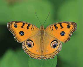 മയിക്കണ്ണിCommon Name: Junonia almana one Scientific Name: Peacock Pansy