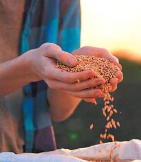 Wheat output may hit a record high this season